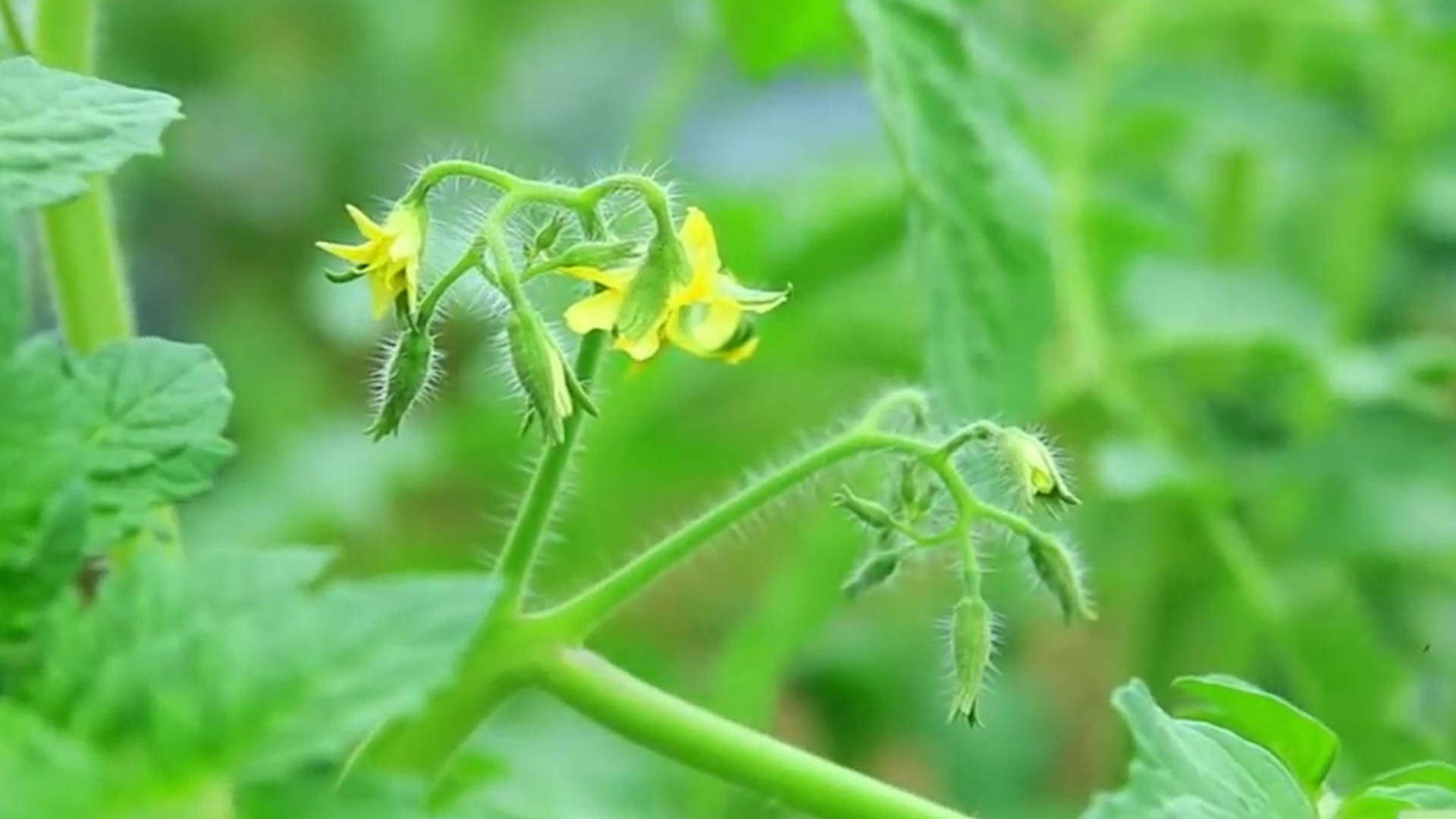 該死的“重茬”怎么辦？來(lái)看看咋解決