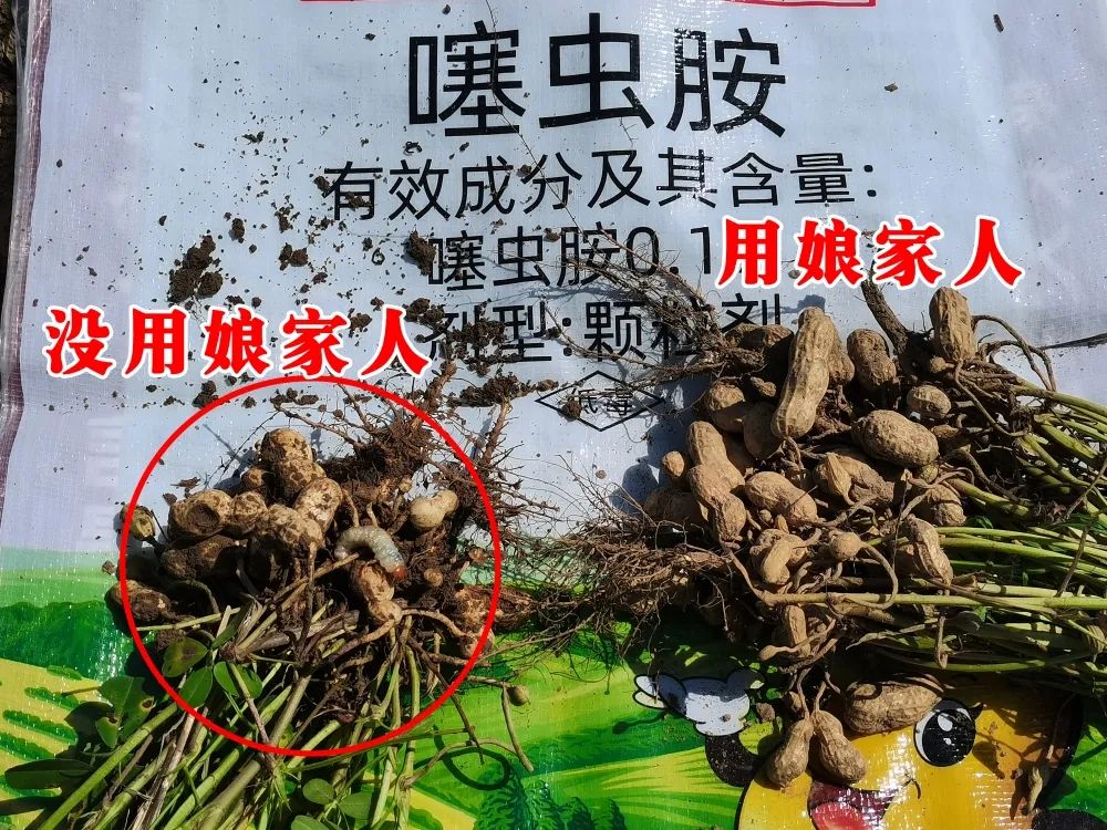 花生要高產(chǎn)，施肥很重要！娘家人花生藥肥，花生增產(chǎn)好助手！