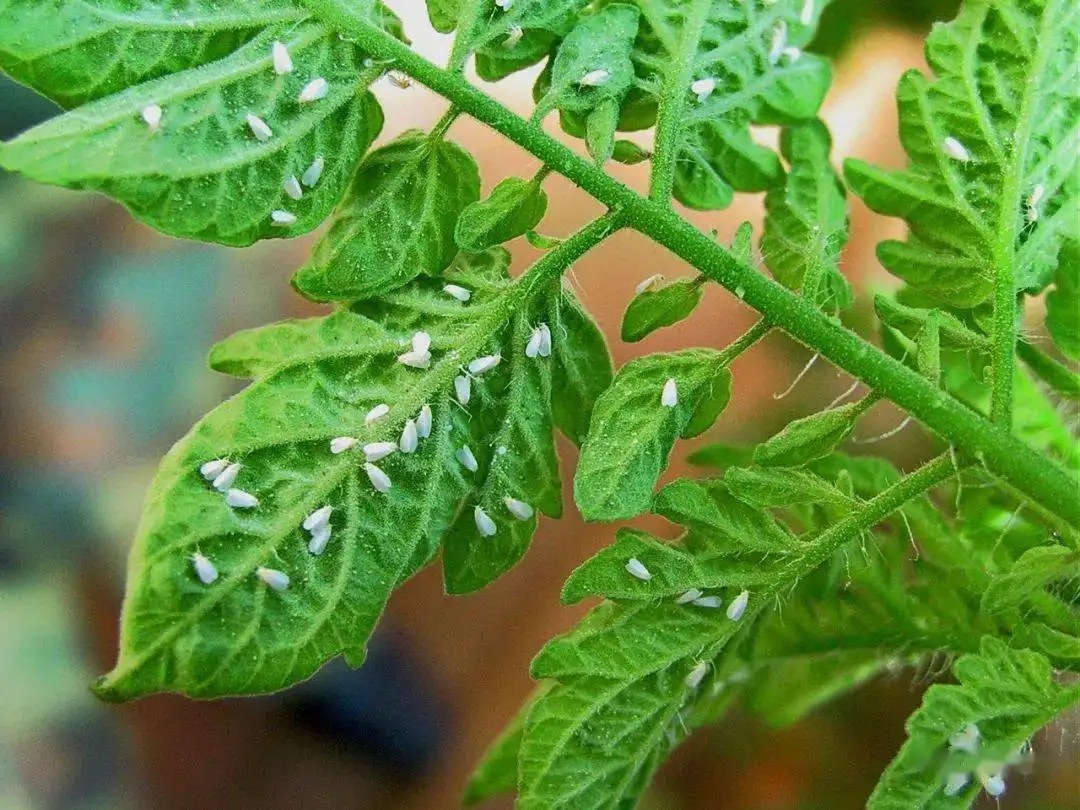 白粉虱打不干凈？教你打！