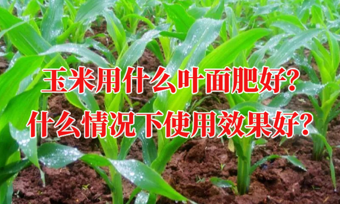 玉米用什么葉面肥好？什么情況下使用效果好？