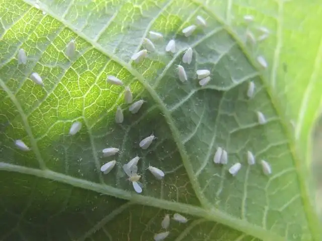 白粉虱，推薦五種防治方法！
