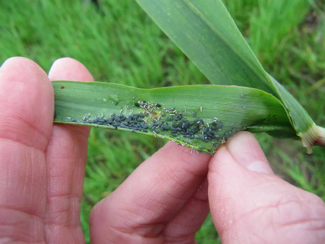 夏玉米常見(jiàn)蟲(chóng)害有哪些，該如何防治呢？