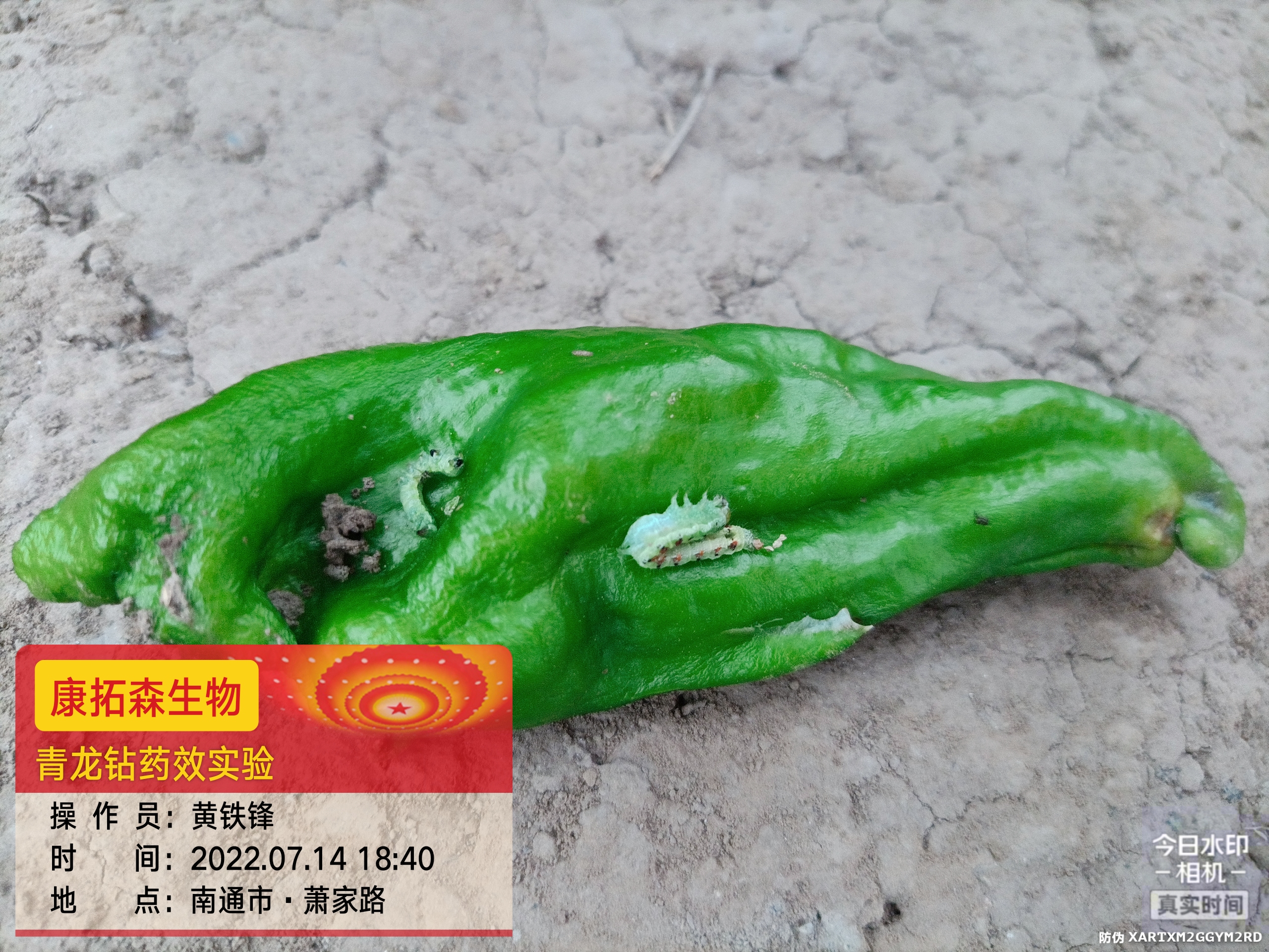 青蟲(chóng)肆虐，辣椒減產(chǎn)！青龍鉆，來(lái)救場(chǎng)！